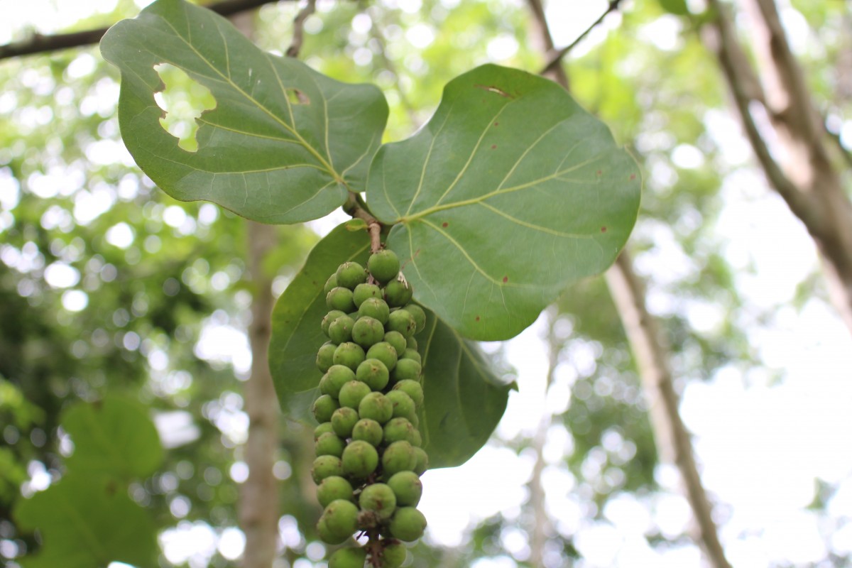 Coccoloba uvifera (L.) L.